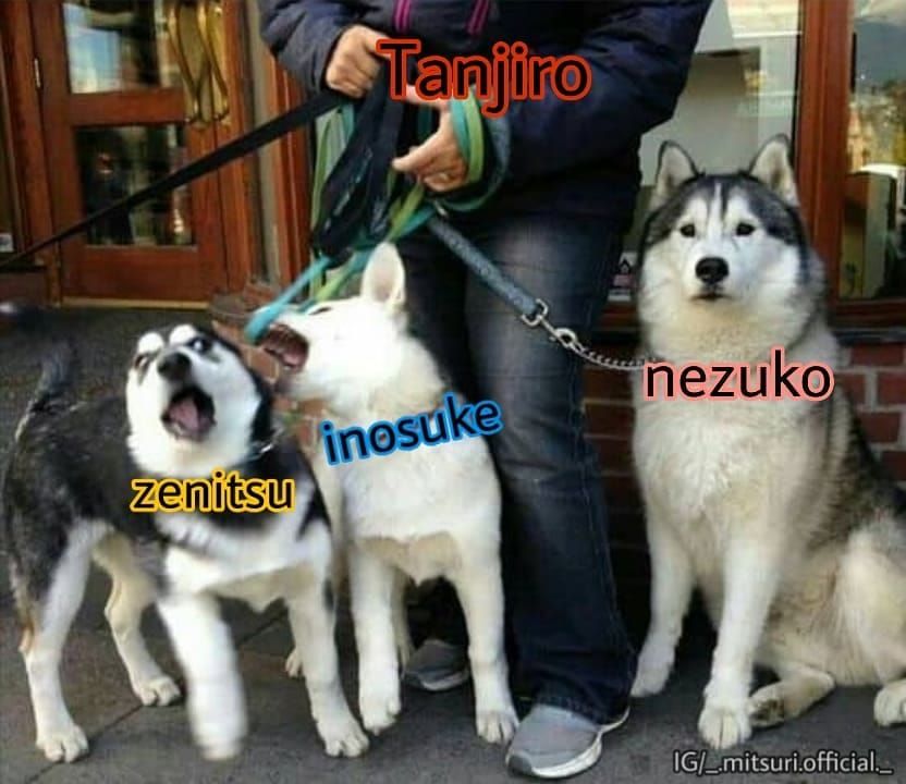 Kimetsu no Yaiba #294